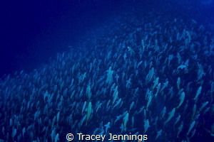 A sea of fish ... by Tracey Jennings 